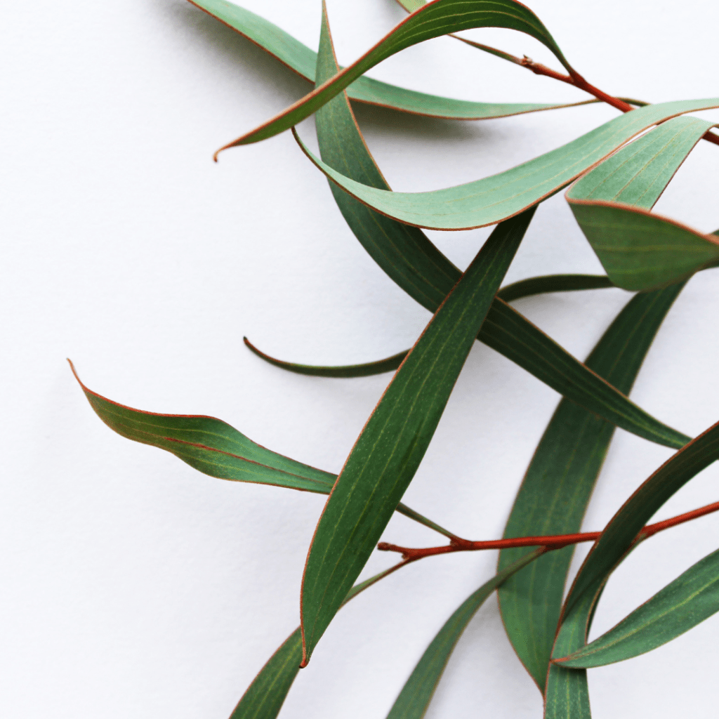 Close-up of green eucalyptus leaves with red edges against a white background.