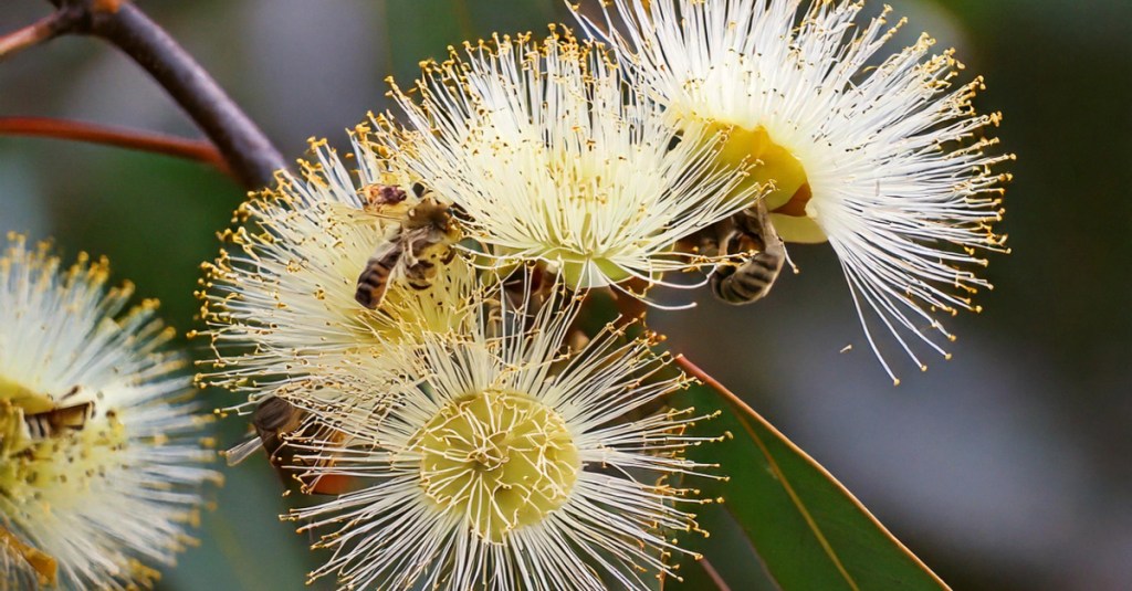 Why Jarrah Honey Is a Health Powerhouse and How It Outshines Manuka&nbsp;Honey
